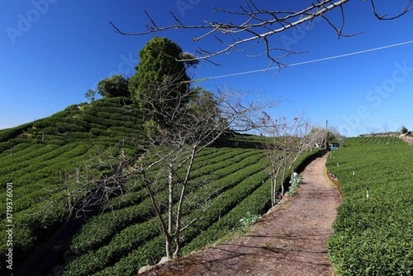 Obraz Tea fields in Taiwan. Hillside tea plantations in Shizhuo, Alishan mountains.