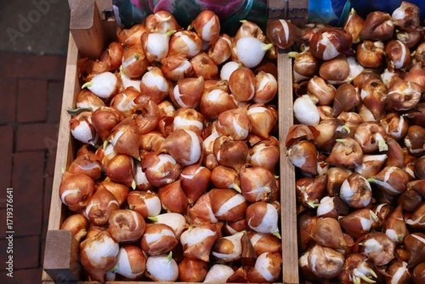 Obraz Tulip bulbs at a flower market in Amsterdam, Netherlands.
