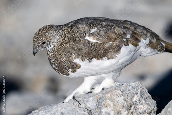 Obraz Pernice bianca ( Lagopus muta )