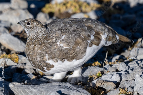 Obraz Pernice bianca ( Lagopus muta )