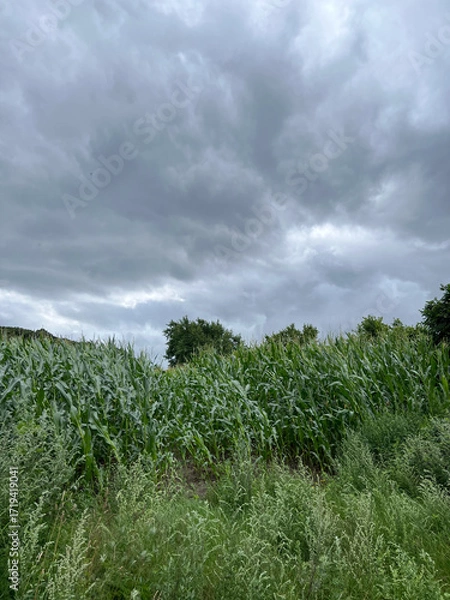 Obraz Sommergewitter - graue, dunkle Wolken über einem frischen und grünen Maisfeld in Schleswig-Holstein
