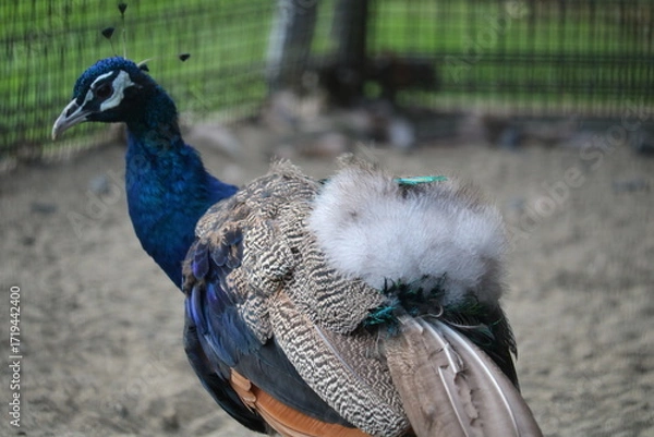 Fototapeta くじゃく　背中の羽毛　羽の生えかわり　秋の日