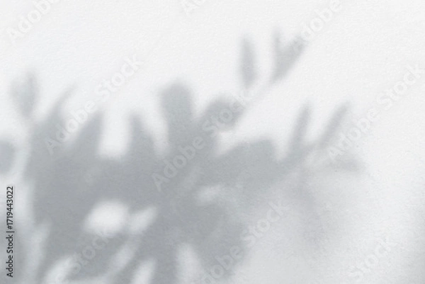 Fototapeta Leaf shadow and light grey background. Nature tropical leaves plant tree branch shade sunshine on wall. Sunlight on white wall texture for background wallpaper, shadows overlay effect foliage mockup