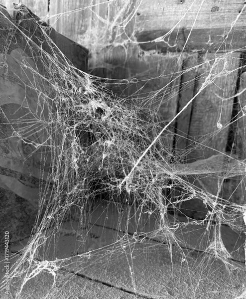 Fototapeta A room abandoned by man, covered with a layer of dust, cobwebs and flies