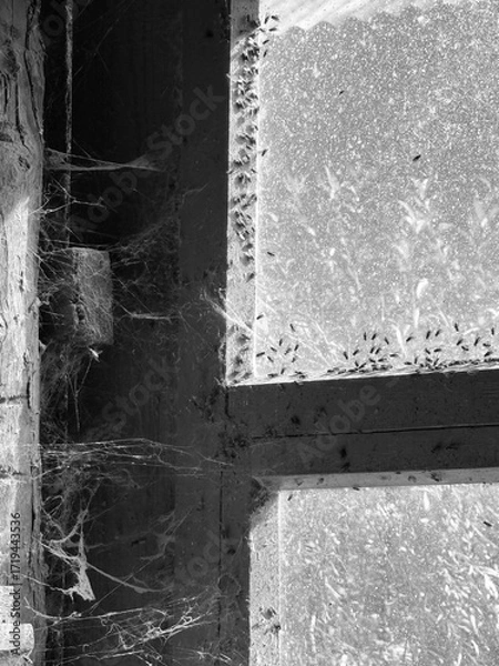 Fototapeta A room abandoned by man, covered with a layer of dust, cobwebs and flies