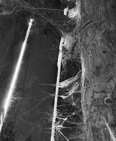 Fototapeta A room abandoned by man, covered with a layer of dust, cobwebs and flies