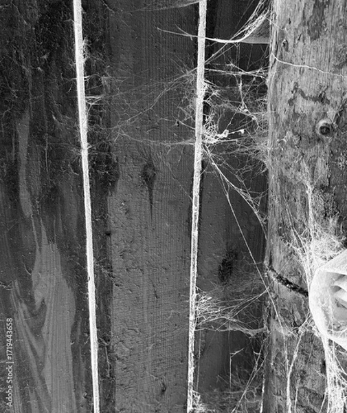 Fototapeta A room abandoned by man, covered with a layer of dust, cobwebs and flies