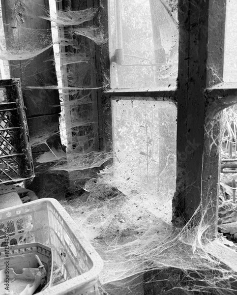 Fototapeta A room abandoned by man, covered with a layer of dust, cobwebs and flies