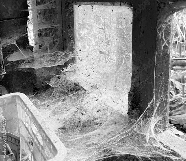 Fototapeta A room abandoned by man, covered with a layer of dust, cobwebs and flies