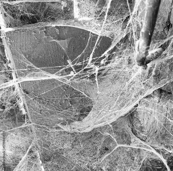 Fototapeta A room abandoned by man, covered with a layer of dust, cobwebs and flies