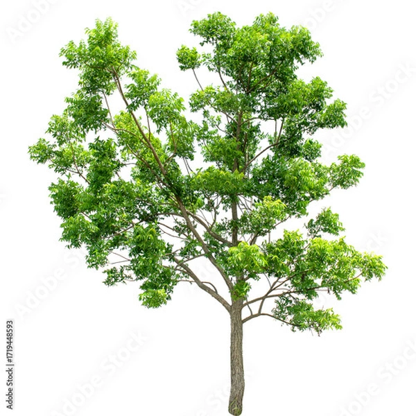 Obraz big tree isolated with transparent