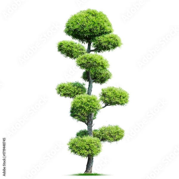 Obraz Rainforest Jungle Tree