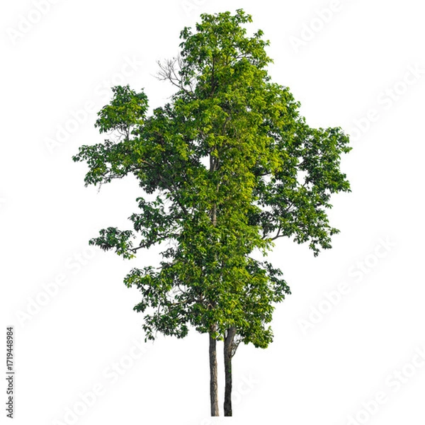 Obraz tree on white background