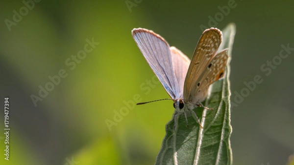 Fototapeta Butterfly with open wings on a leaf in natural light