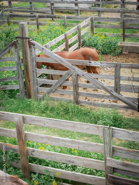 Fototapeta Brown American Quarter Horse reaches through wooden fence to nibble grass and yellow flowers. The rustic paddock and natural behavior reflect quiet moments in historic livestock Forth Worth, TX