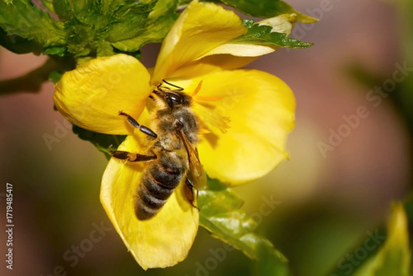 Obraz Westliche Honigbiene (Apis mellifera) sammelt Pollen an der gelben Blüte einer Großblättrigen Damiana (Turnera ulmifolia) - Fataga, Gran Canaria, Kanarische Inseln