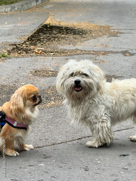 Fototapeta Pekingese/ Tibetan Spaniel dog in autumn park