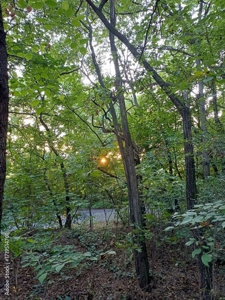Obraz Sunset Glow Through Forest Trees