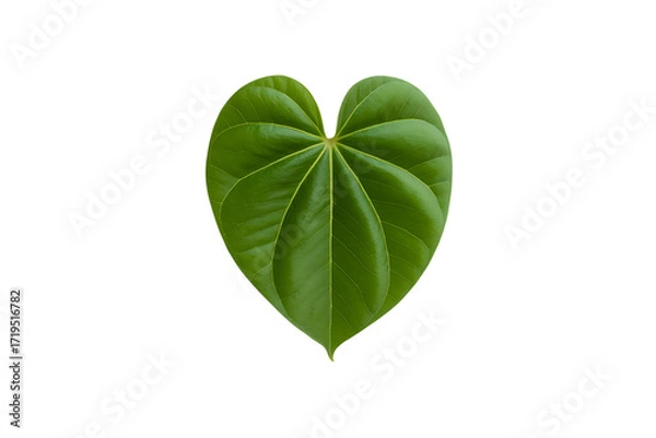 Obraz Single vibrant green heart-shaped leaf isolated against a solid isolated on transparent background