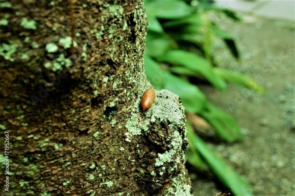 Fototapeta どんぐり