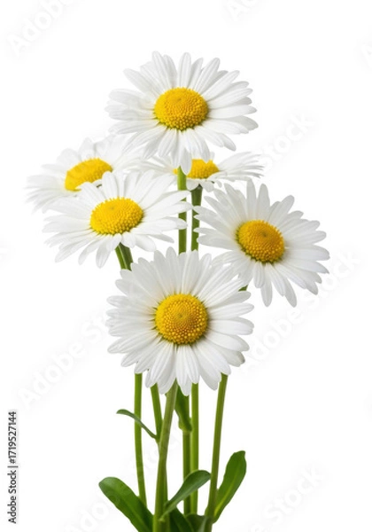 Fototapeta Close-up of several transparent common daisy flowers with yellow centers on vibrant green stems, delicate petals, on a transparent background with copy space, concept of purity and spring's renewal
