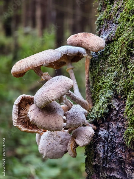Fototapeta Mushrooms growing on a tree trunk in a lush green forest setting during daylight hours