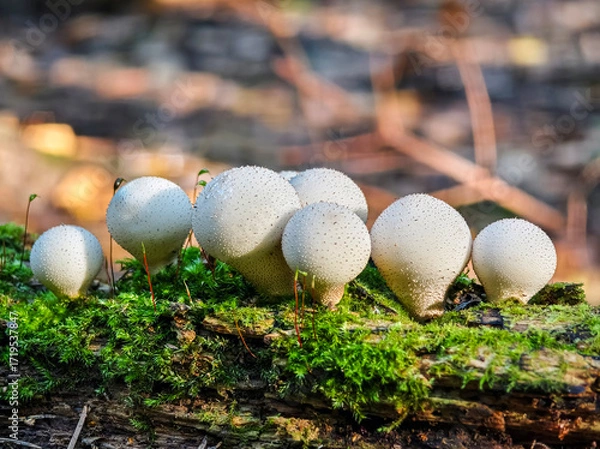Fototapeta Unique cluster of mushrooms growing on a moss-covered log in a forest setting during daytime in nature