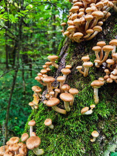 Fototapeta Mushrooms growing on a mossy tree trunk in a lush forest during daylight
