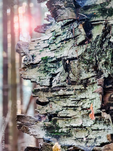 Fototapeta Close-up view of weathered tree bark in a sunlit forest setting during early morning