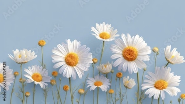 Fototapeta A stunning border banner showcases delicate chamomiles on a soft blue backdrop, perfect for adding a touch of nature and elegance to design projects with copy space