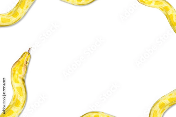 Fototapeta Closeup Gold Python,Reticulated python (Python reticulatus) Isolated on white