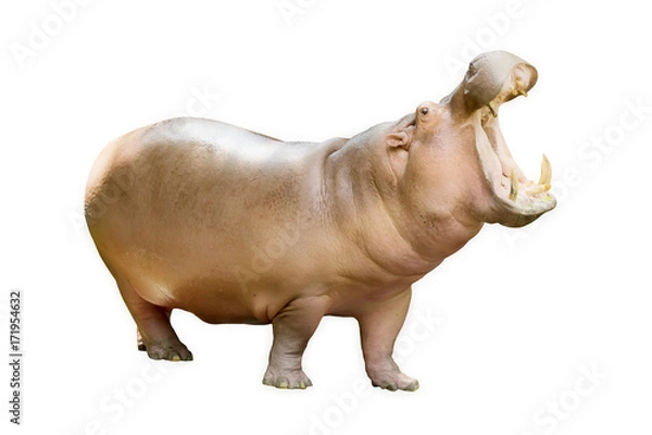 Obraz Hipopotam jest wodnym (Hippopotamus amphibius) Pojedynczo na białym tle