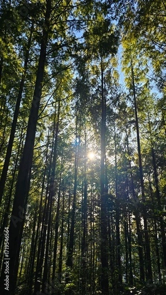 Obraz Sunlight through forest trees 숲 속 나무 사이로 비치는 햇살