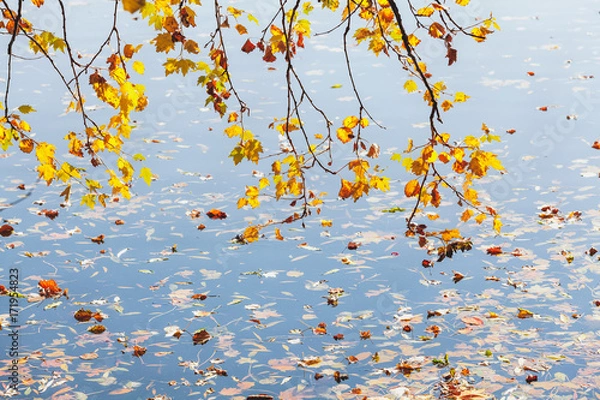 Fototapeta Maple leaves lie on surface of forest stream