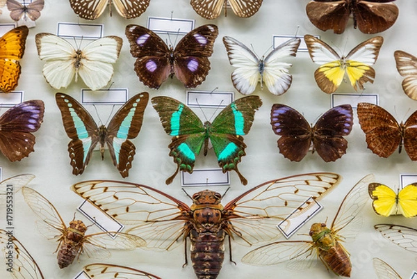 Fototapeta Different wildlife butterflies mounted in a scientific display cabinet
