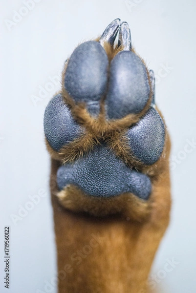 Fototapeta Close up of a dog's paw with a ring on it.