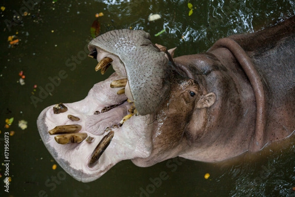 Fototapeta Portrait of Hippo with open mouth and dirty teeth. the view from the top