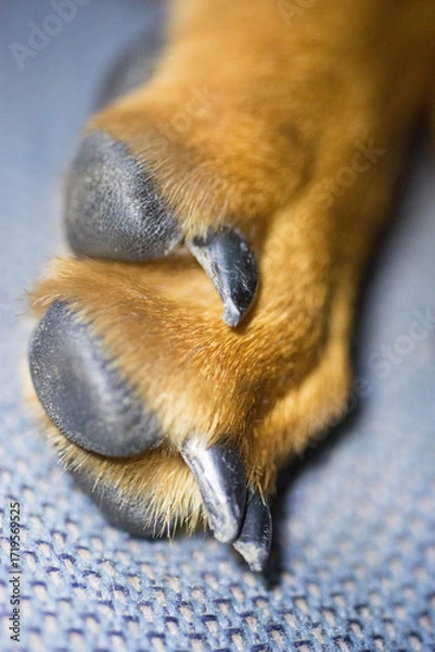 Fototapeta Dog paw close-up on a blue background. Shallow depth of field.
