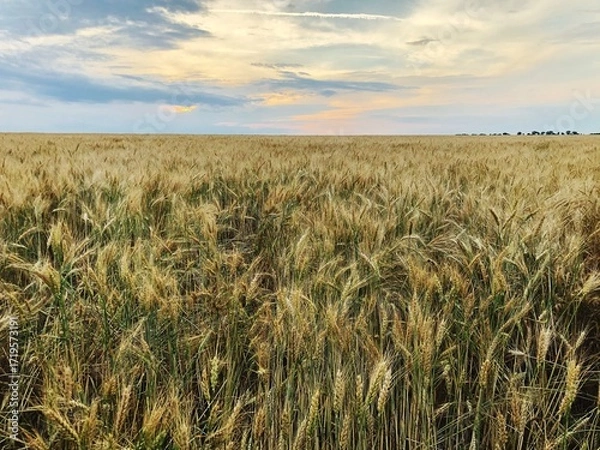 Obraz Countryside landscape with golden wheat