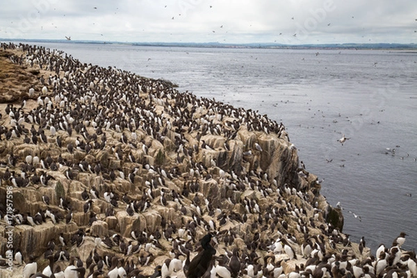Fototapeta Large nesting seabird colony