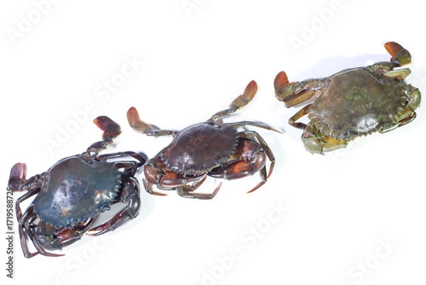 Fototapeta Top-down View of Three Mud Crabs Lined Up Diagonally on a White Background