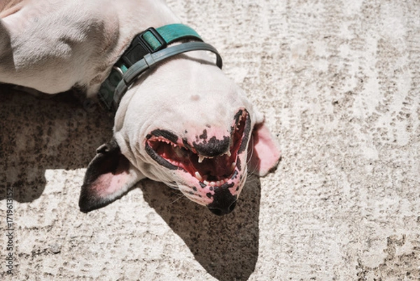 Fototapeta Dog resting on the ground showing its teeth