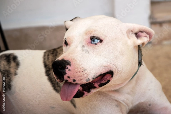Fototapeta Portrait of a white pitbull dog panting with its tongue out
