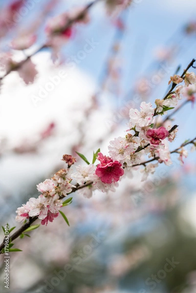 Fototapeta Blossoms in Springtime Bloom Under Blue Skies