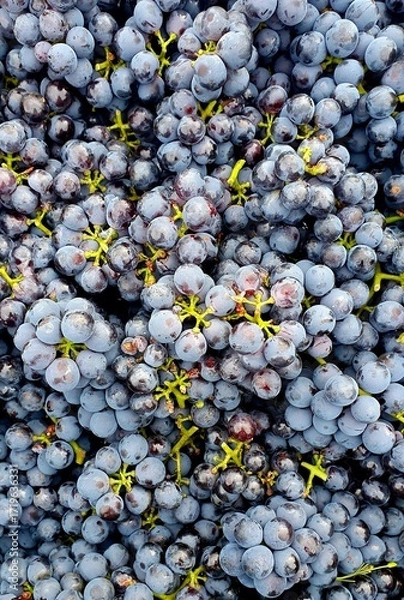 Obraz Nebiolotrauben in der Kiste