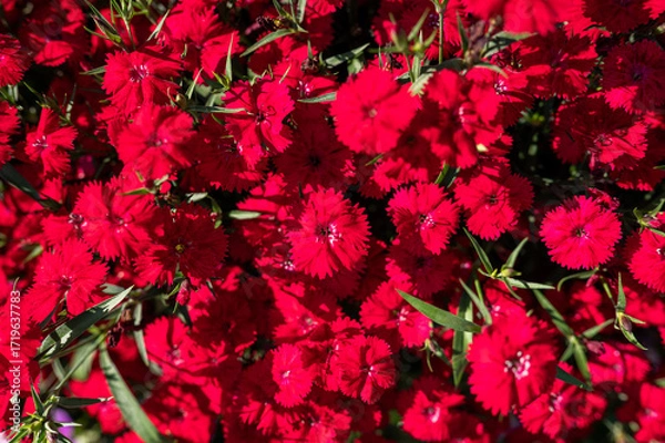Fototapeta Red Flowers Blooming in Summer