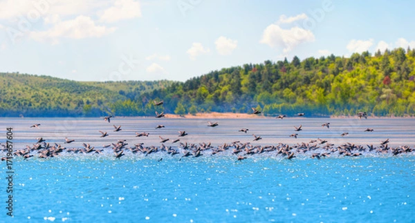 Fototapeta Many wild black ducks flying from the lake with a splashing water - - Beautiful serene waving reed in the sunlight with wooden pier - Eymir Lake , Ankara, Turkey   