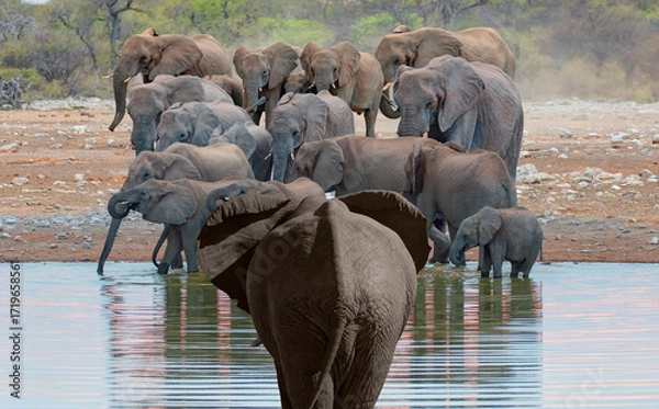Fototapeta A group of elephant families go to the water's edge for a drink - African elephants standing near lake in Etosha National Park, Namibia