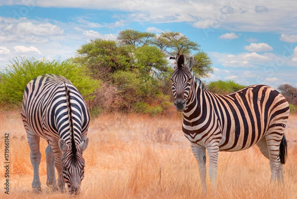 Fototapeta Zebra standing in yellow grass on Safari watching, Africa savannah - Etosha National Park, Namibia