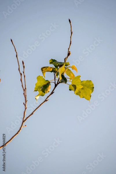 Fototapeta green leaves of a tree. Green background